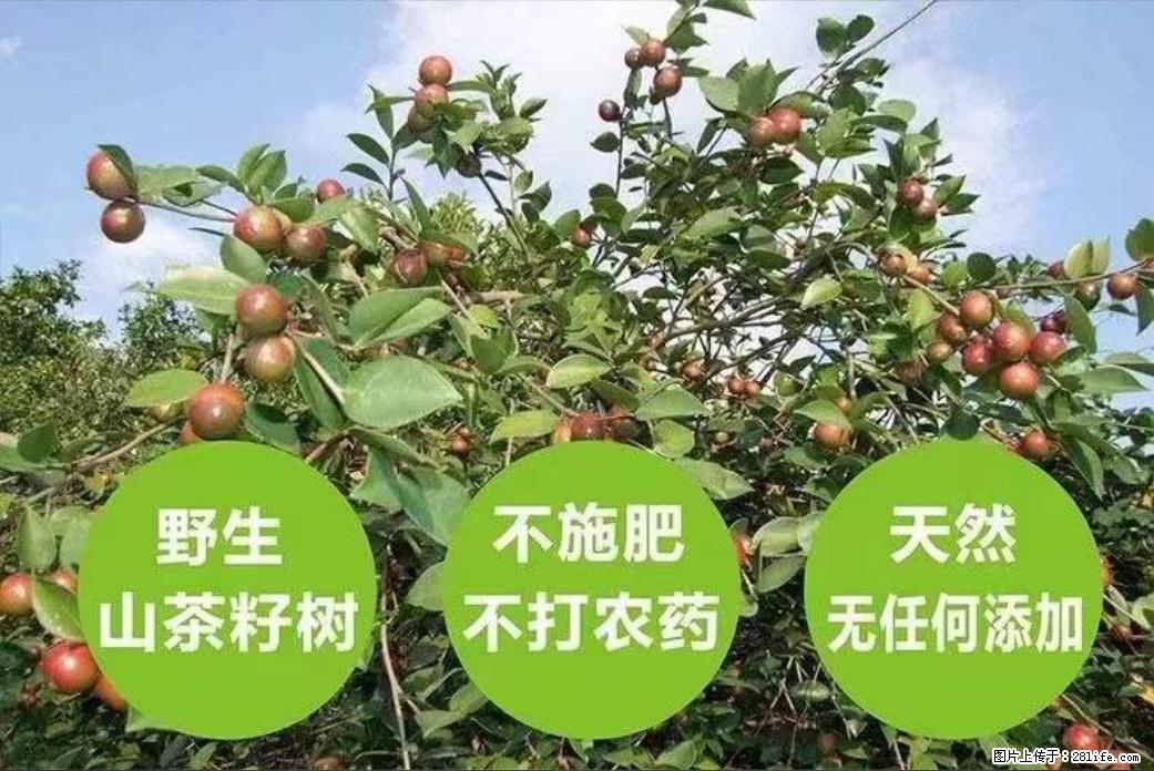 【灌阳县油茶产业示范区】一个有着充实的精神生活的人，对待身外之物自会有一种淡泊的态度 - 美食天地 - 崇左生活社区 - 崇左28生活网 chongzuo.28life.com