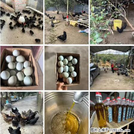 油茶园从小鸡仔开始养起的纯土鸡、土鸡蛋可以预定啦！还有前几天刚榨的纯山茶油哦 - 土特产 - 饮食特产 - 崇左分类信息 - 崇左28生活网 chongzuo.28life.com