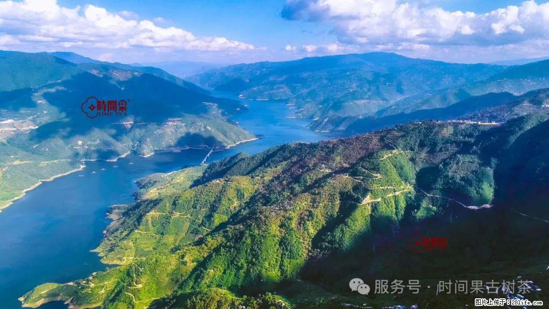 时间果百年古树龙珠普洱生茶 - 购物交流 - 崇左生活社区 - 崇左28生活网 chongzuo.28life.com