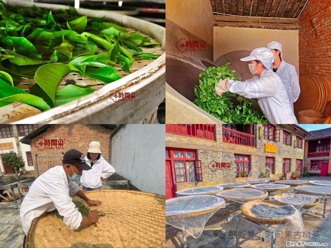时间果百年古树龙珠普洱生茶 - 购物交流 - 崇左生活社区 - 崇左28生活网 chongzuo.28life.com