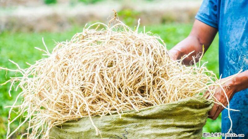 堪称“最难吃”的蔬菜，却是 “抗辐射神器”，还能护肺、清热、止咳化痰！ - 崇左生活资讯 - 崇左28生活网 chongzuo.28life.com