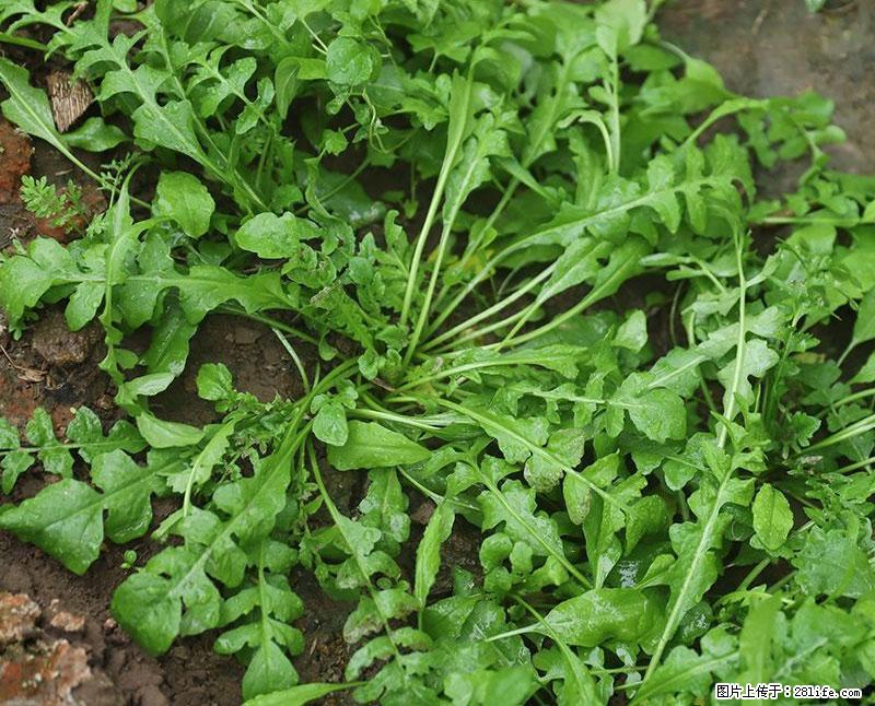 这些蔬菜是“天然钙片”，这6种被医生重点推荐 - 崇左生活资讯 - 崇左28生活网 chongzuo.28life.com