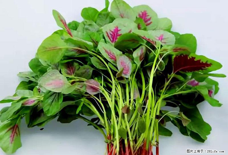 这些蔬菜是“天然钙片”，这6种被医生重点推荐 - 崇左生活资讯 - 崇左28生活网 chongzuo.28life.com