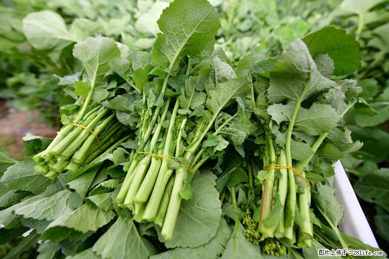 这些蔬菜是“天然钙片”，这6种被医生重点推荐 - 崇左生活资讯 - 崇左28生活网 chongzuo.28life.com